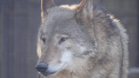 特写动物园里的野狼狼性