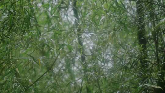 竹林雨景竹子下雨竹叶水滴