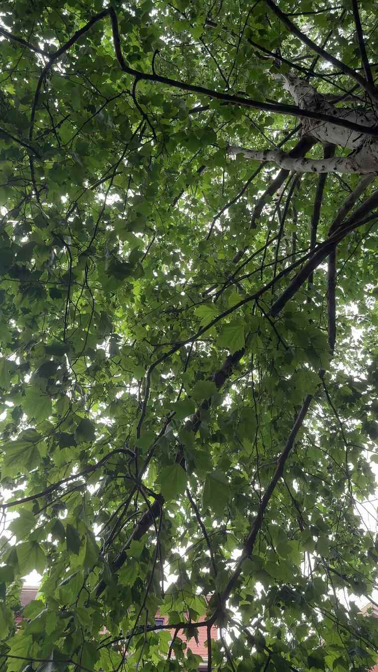 仰视绿树繁茂枝叶