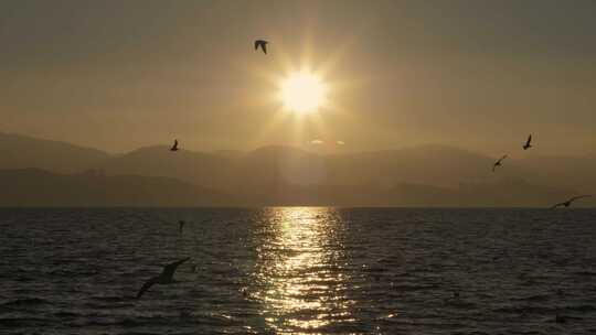 日出海鸥湖面飞翔