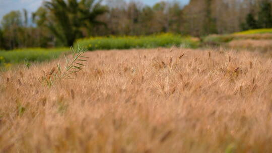 金色麦田里随风摆动的麦子