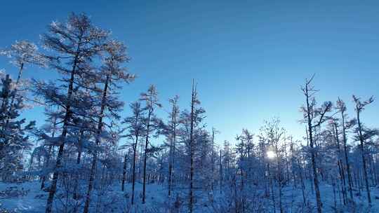 大兴安岭林海雪原雪林