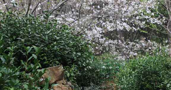 美丽樱花特写