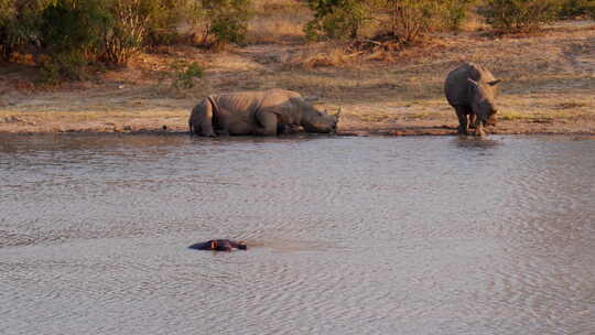 犀牛河边喝水