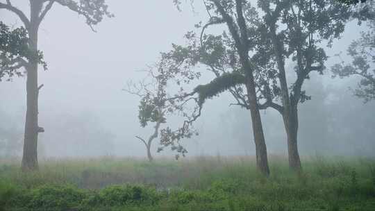 雾，薄雾，雨林，风景