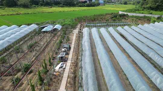 乡村振兴现代化农业大棚种植基地