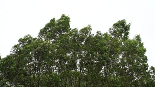 台风森林狂风暴雨风吹树林风吹雨打树木下雨视频素材模板下载