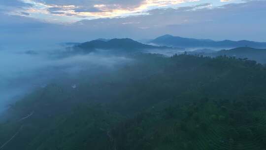 航拍云雾中的茶山