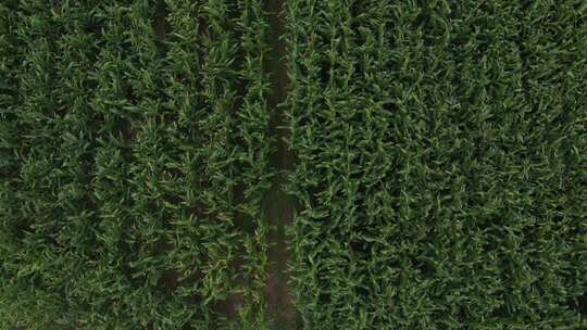 航拍玉米田 丰收中国 粮食安全 乡村振兴