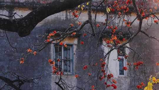 唯美意境岭南特色旧房子窗外红花绿叶春天