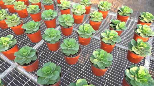 甘蓝 羽衣甘蓝 圆叶甘蓝 绿色甘蓝 观赏甘蓝