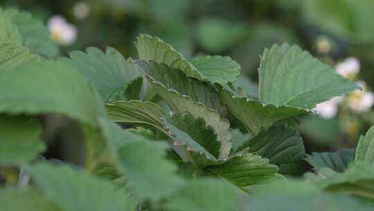 草莓园 农田 农业作物 水果 绿色植物 温室