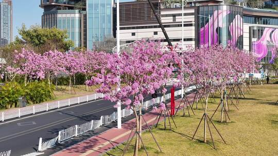 中国广东省广州市海珠区瑞宝街道紫花风铃木