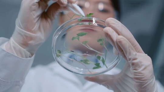 女研究员检查培养皿中生长的绿芽