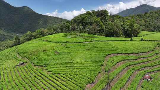 西藏林芝墨脱县果果塘茶叶种植航拍自然风光