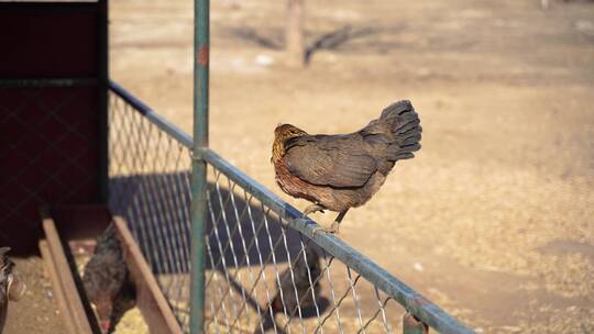 散养鸡飞下栏杆生态农业养殖
