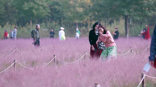 在粉黛子花丛中用手机互相拍照的中老年女性
