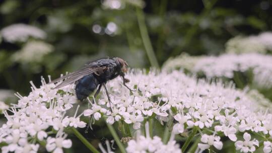 昆虫在野花上走动