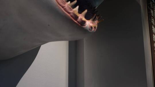 大白鲨鲨鱼牙齿模型视频素材模板下载