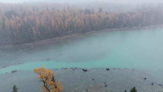 航拍大雪纷飞的新疆喀纳斯河畔秋色