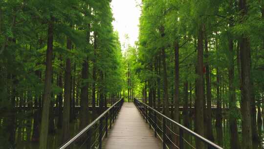 播雅湿地公园风景景区水杉