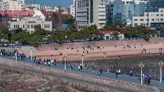 青岛栈桥海鸥