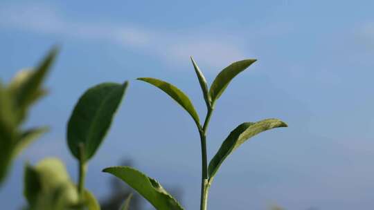 茶叶 采茶 红茶 绿茶 春茶 茶 有机茶