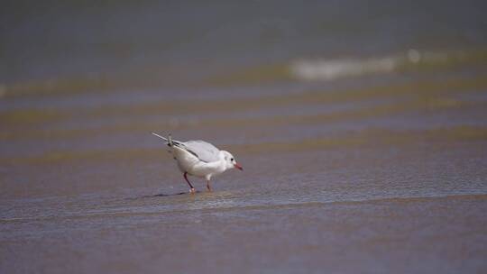 海鸥 海洋视频素材模板下载