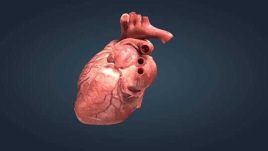 真实人体重要器官心脏跳动三维动画07视频素材模板下载