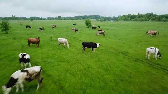 草原吃草的牛群快速穿过的视角视频素材模板下载