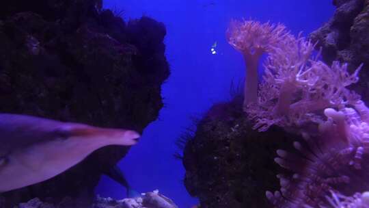 海底世界 活珊瑚 鱼视频素材模板下载