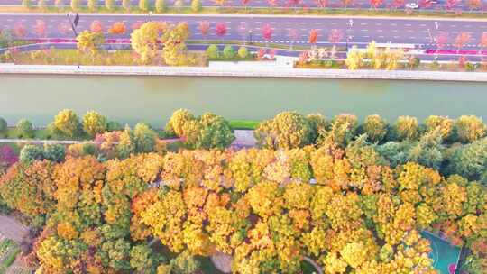 秋天城市道路秋色风景