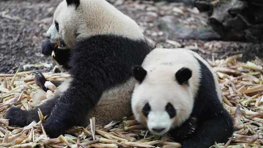 两只大熊猫坐着吃竹笋视频素材模板下载