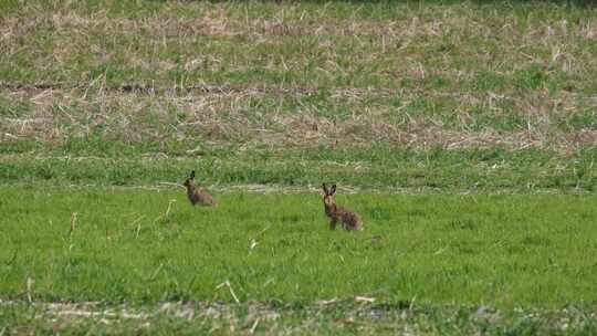 在草原上吃草的野兔