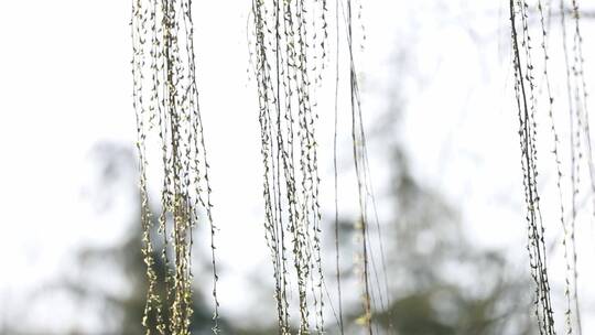 春天生机勃勃的垂柳