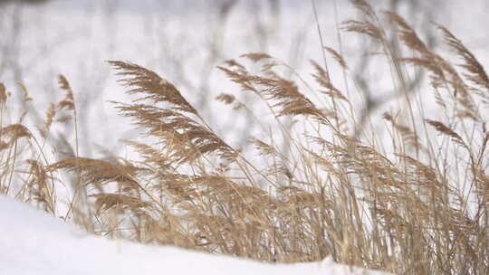 雪地里的芦苇