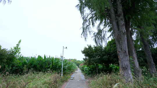 武汉光谷三路湿地公园风景