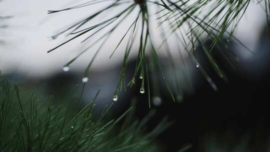 雨后罗汉松特写空镜头