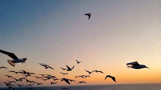 夕阳下海鸥群海空飞翔