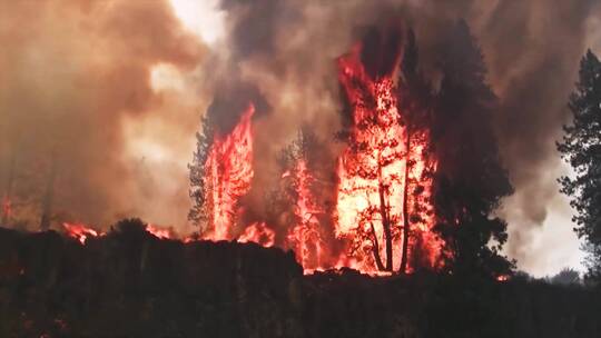森林大火烧毁了树木