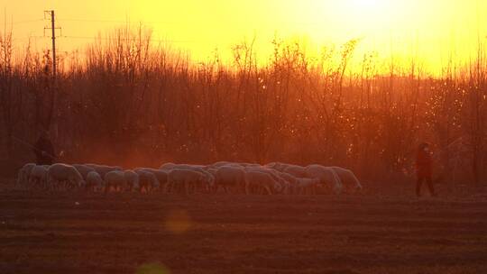 4K夕阳下的牧羊人-冬日暖阳中放羊实拍