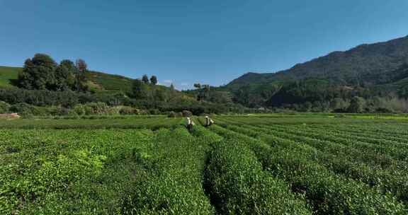 茶叶茶园武夷山茶庄大自然茶园