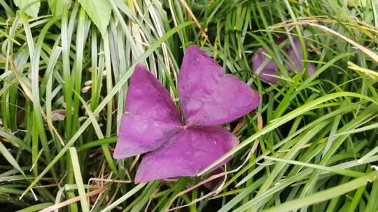 紫色酢浆草植物叶子视频素材模板下载