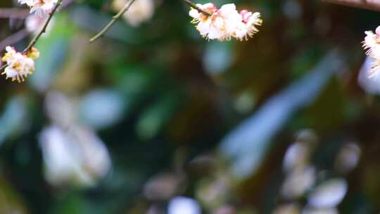 植物园公园梅花花朵开花春天风景视频素材