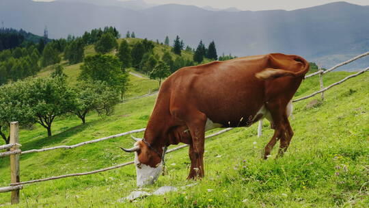 奶牛在风景如画的地方吃草视频素材模板下载