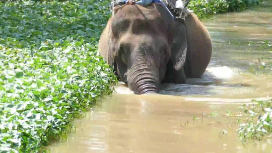 穿过小溪的大象