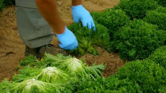 农场宣传片机械化收获蔬菜