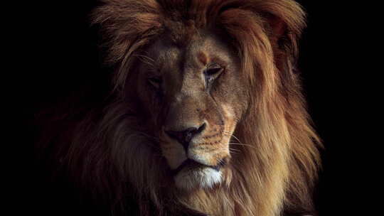 黑暗中美丽狮子的肖像