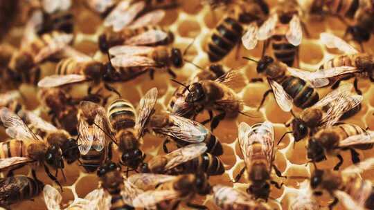 蜂巢蜜蜂特写