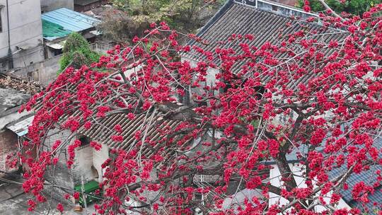 中国广东省佛山市南海区夏北河北书院木棉花